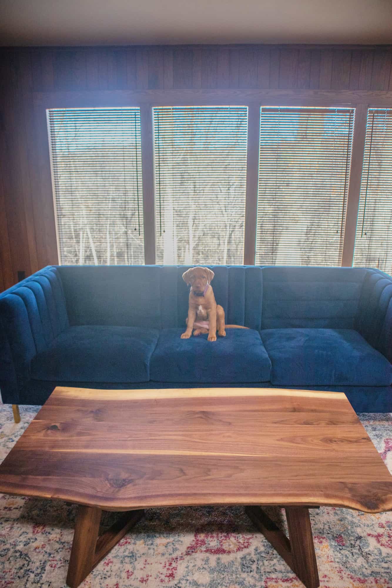 live edge walnut coffee table