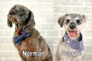 Meet the norm and george | Loewen Design Studios